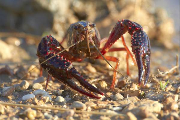 Procambarus clarckii [Ph Stefano Zanini ©]